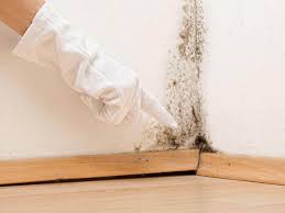 Mold Odor Removal Services